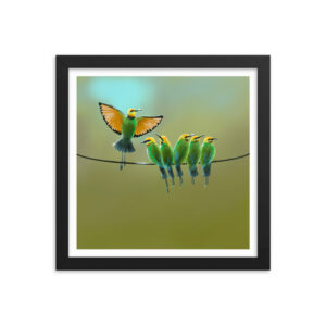Rainbow Bee Eaters Framed photo paper poster